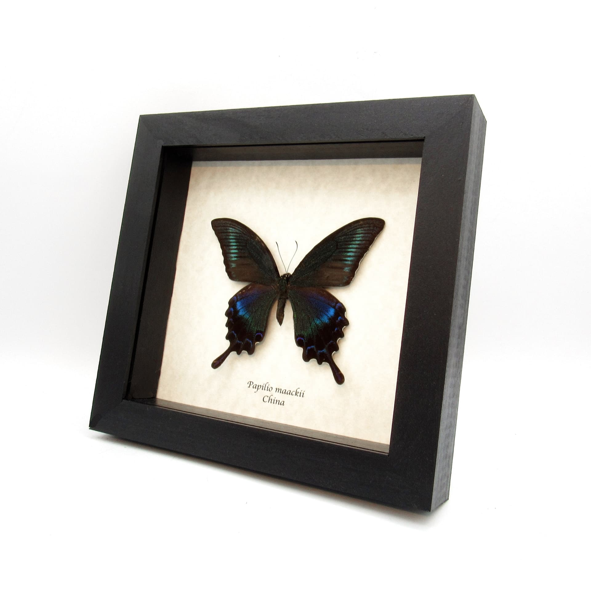 Real Alpine Black Swallowtail framed taxidermy - Papilio maackii - female