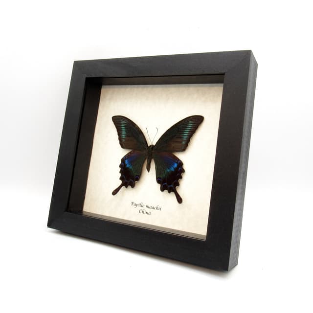 Real Alpine Black Swallowtail framed taxidermy - Papilio maackii - female