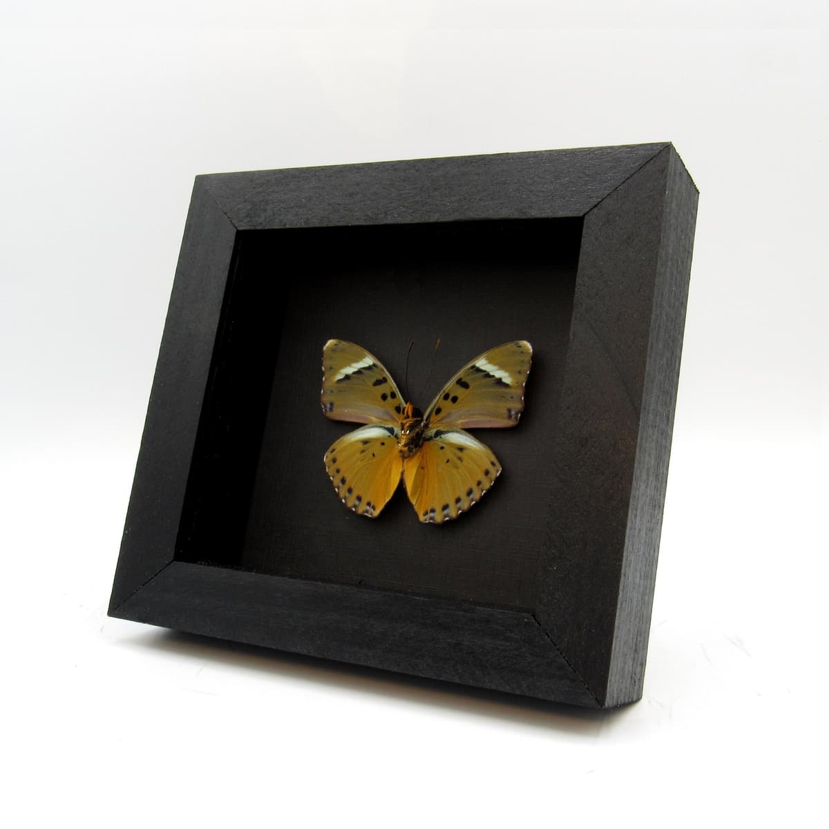 Real golden Forester butterfly framed taxidermy - Euphaedra species