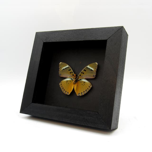 Real golden Forester butterfly framed taxidermy - Euphaedra species