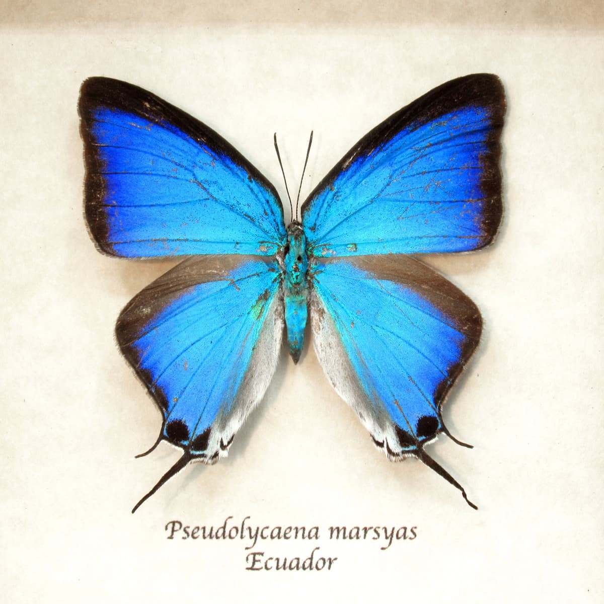 Real blue Hairstreak butterfly framed taxidermy - Pseudolycaena marsyas