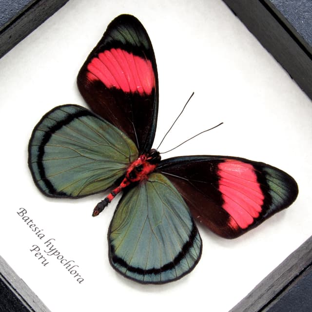 Real butterfly framed taxidermy- Batesia hypochlora - Rare blue color form