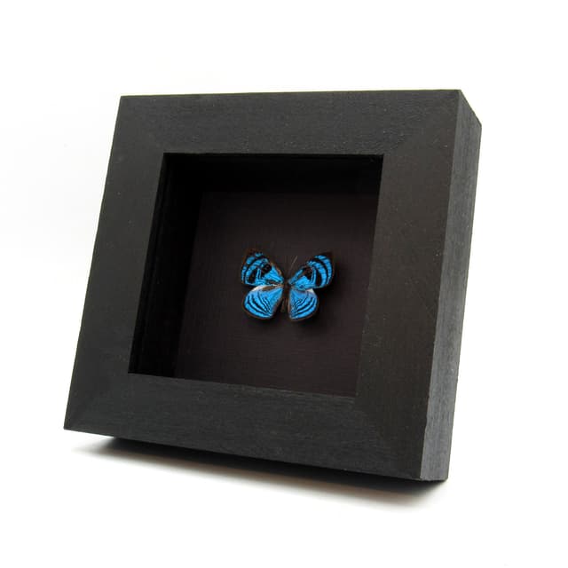 Rare blue Eyemark butterfly framed taxidermy - Semomesia capanea