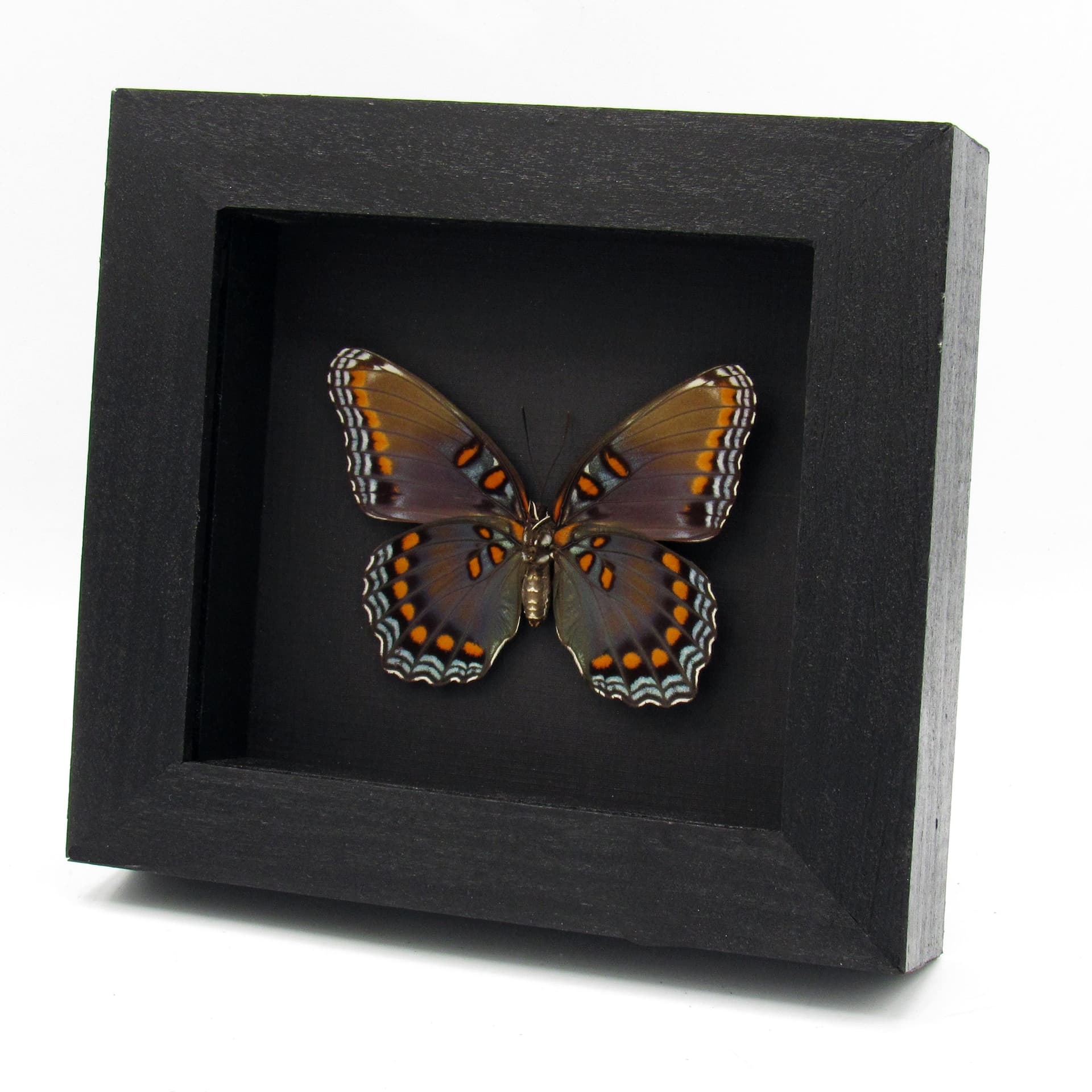 Large female "Red-spotted Purple" butterfly framed taxidermy - Limenitis arthemis astyanax - 2