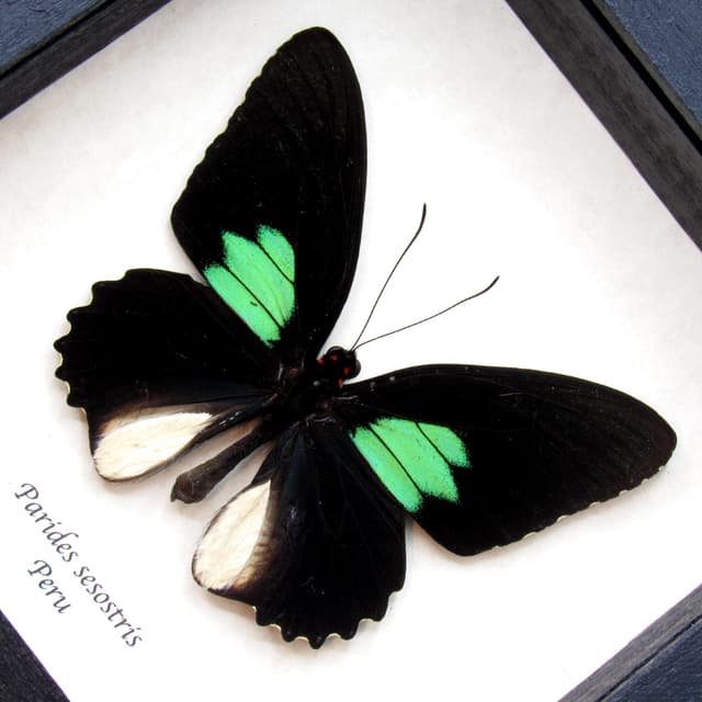 Real Cattleheart butterfly framed taxidermy - Parides Sesostris