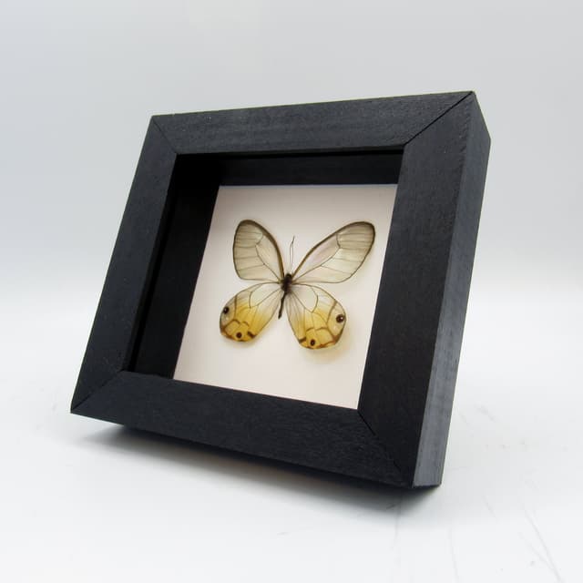 Real yellow Glass Wing butterfly framed taxidermy - Haetera piera