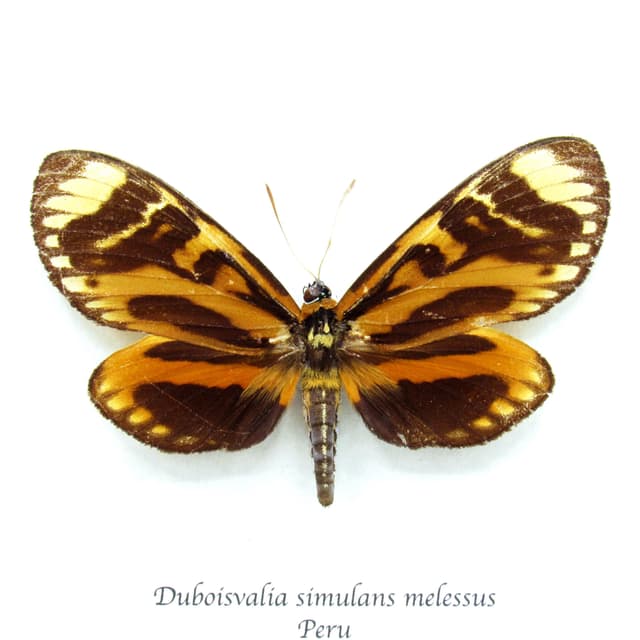 Rare orange Castnia moth framed taxidermy - Duboisvalia simulans melessus - female