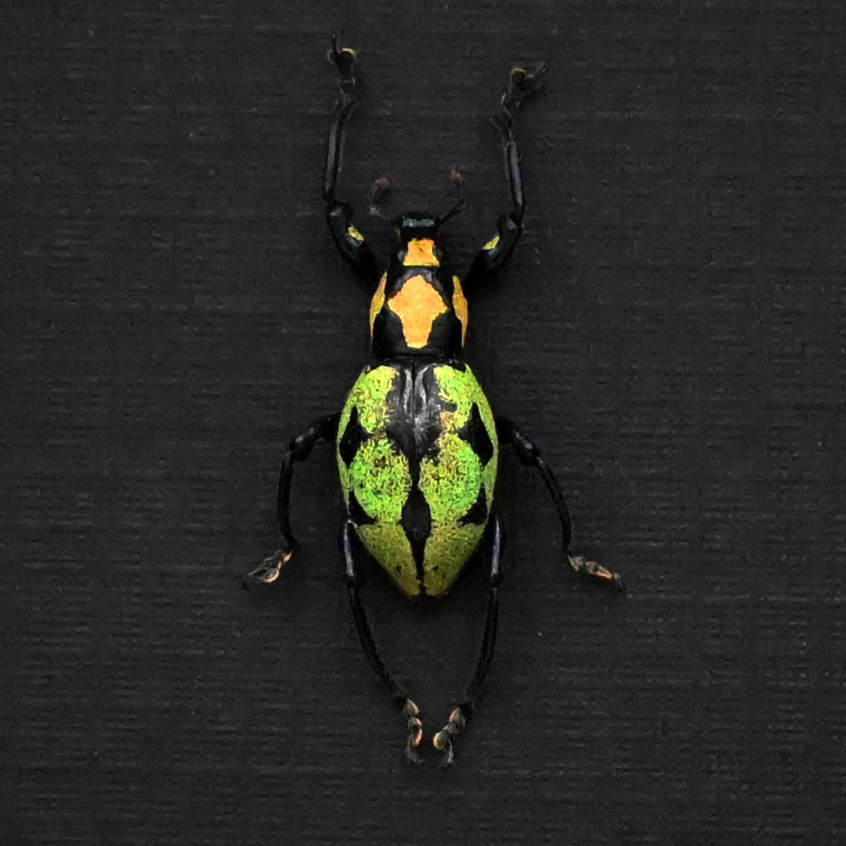 Rare glittering weevil beetle framed specimen - Pachyrhynchus reicherti