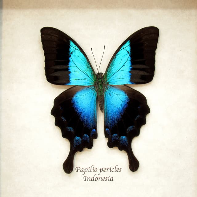 Real blue Swallowtail butterfly framed taxidermy - Papilio pericles