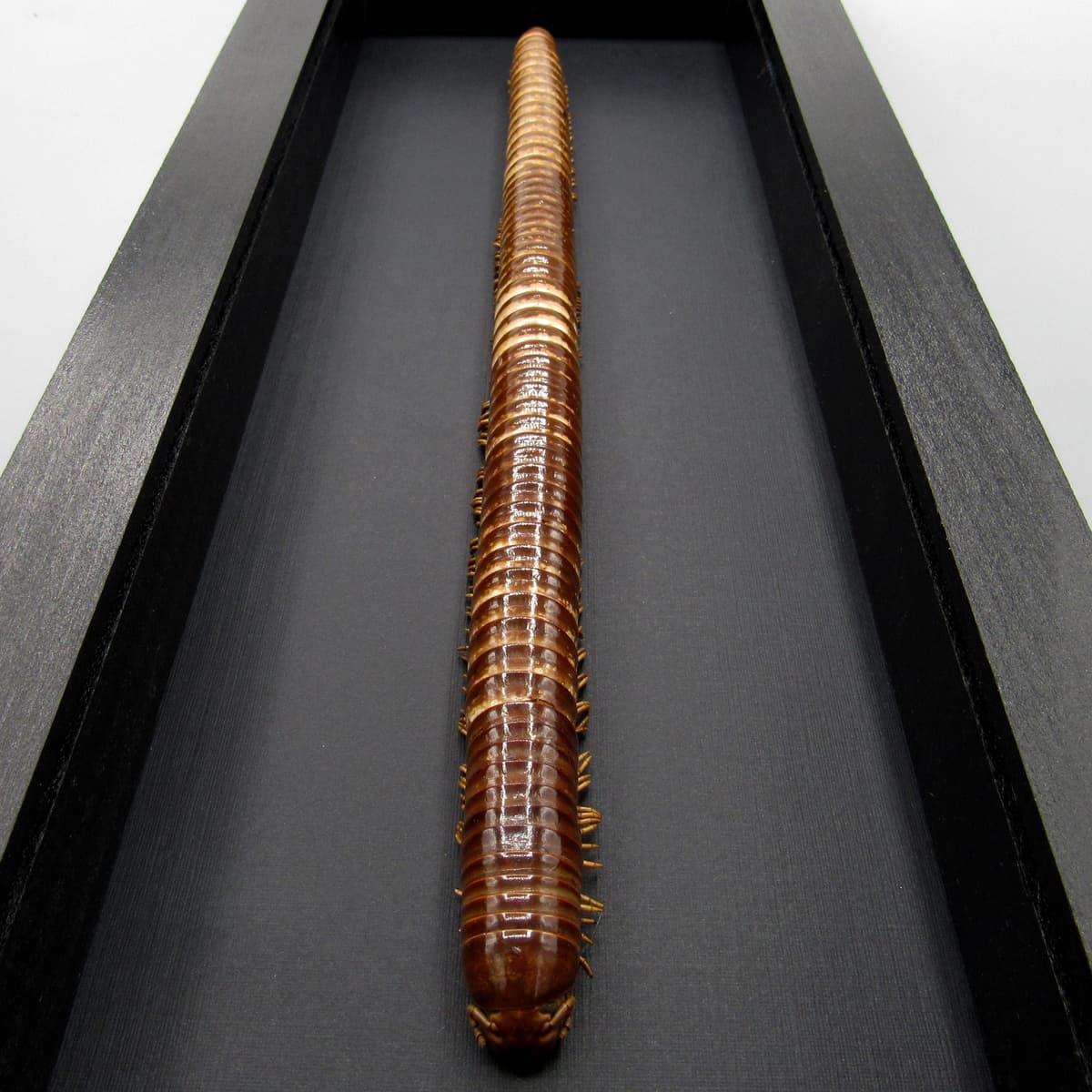 Real GIANT Scarlet Millipede framed taxidermy - Trigoniulus corallinus - 11 inch