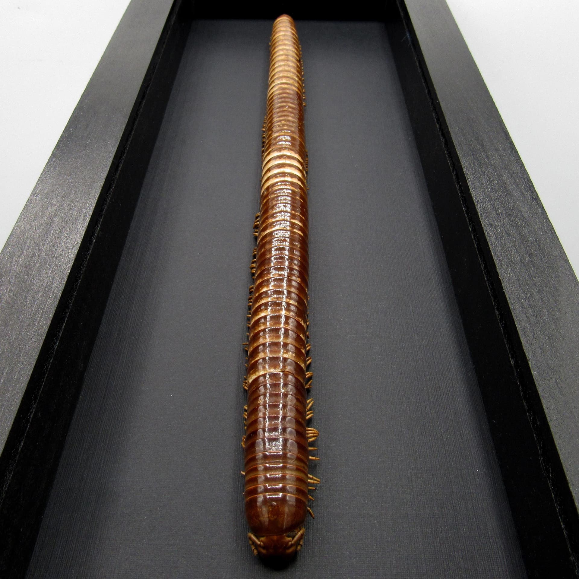 Real GIANT Scarlet Millipede framed taxidermy - Trigoniulus corallinus - 11 inch