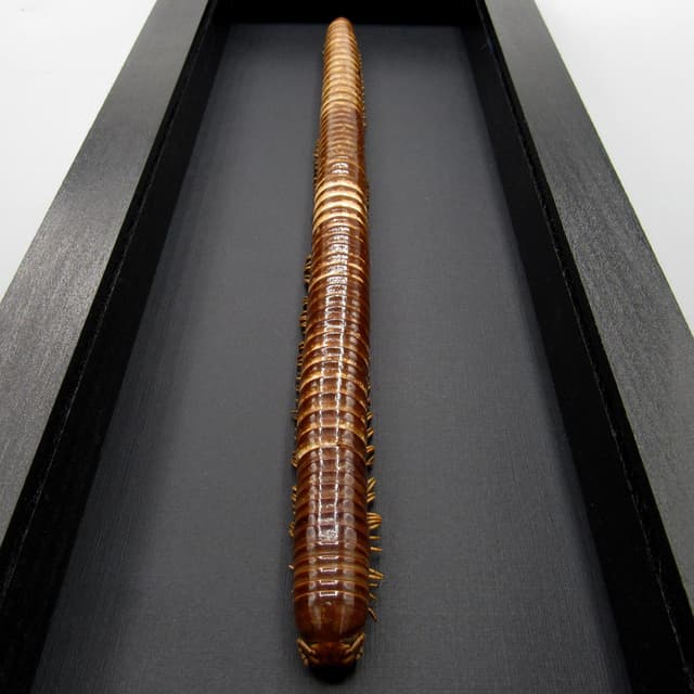 Real GIANT Scarlet Millipede framed taxidermy - Trigoniulus corallinus - 11 inch