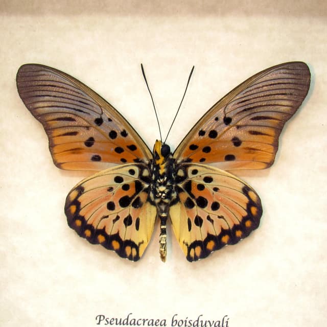 Real framed butterfly taxidermy - Pseudacraea boisduvali - peach form