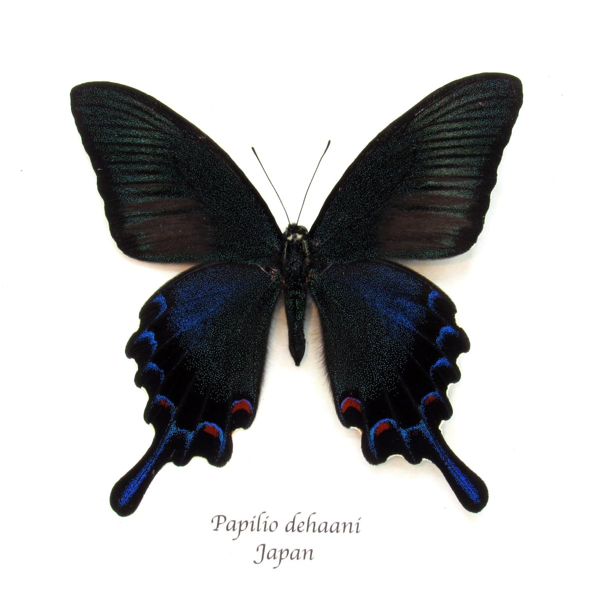 Real black Peacock butterfly framed taxidermy - Papilio bianor dehaani - spring form