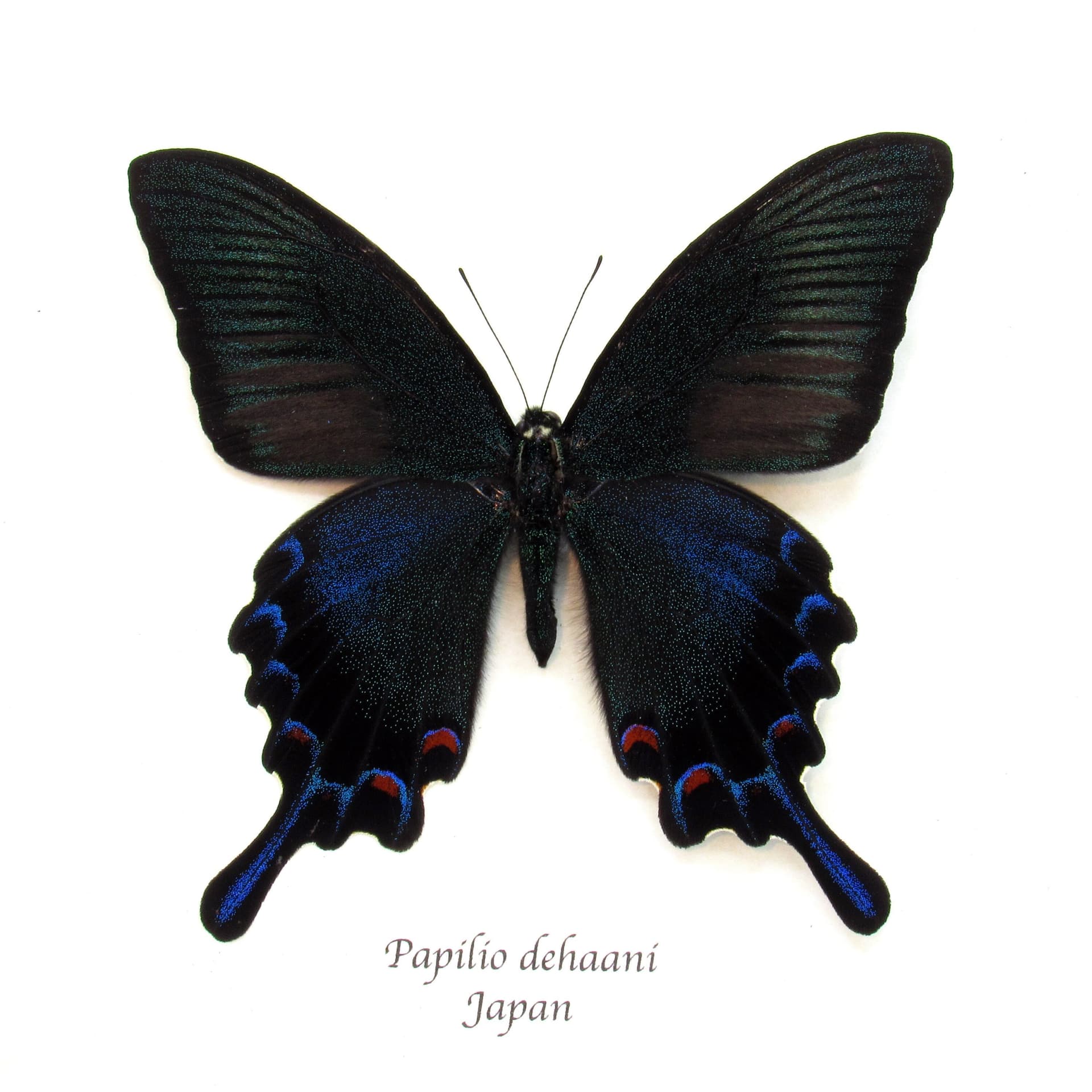 Real black Peacock butterfly framed taxidermy - Papilio bianor dehaani - spring form