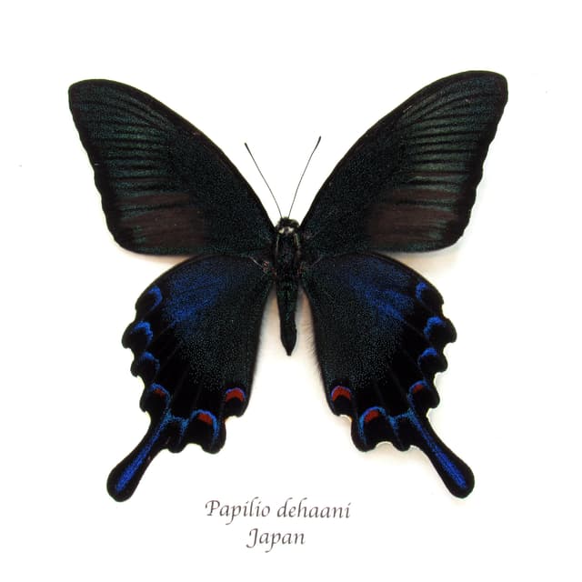 Real black Peacock butterfly framed taxidermy - Papilio bianor dehaani - spring form