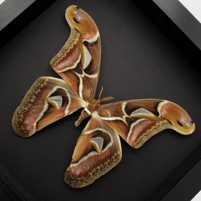 Real XXL Saturn moth framed - Archaeoattacus edwardsii - 8 inch wingspan - minor damage/ repair