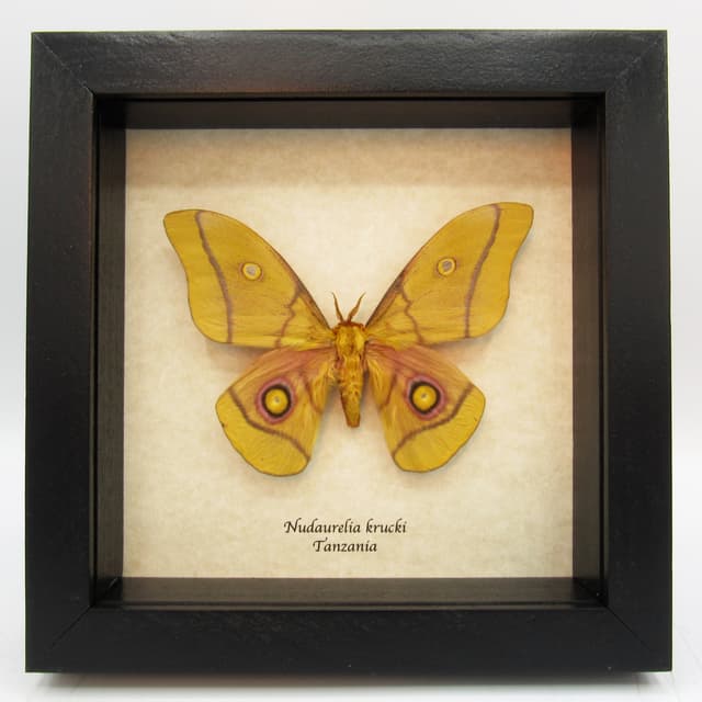 Real Giant Emperor moth framed taxidermy - Nudaurelia krucki - large size
