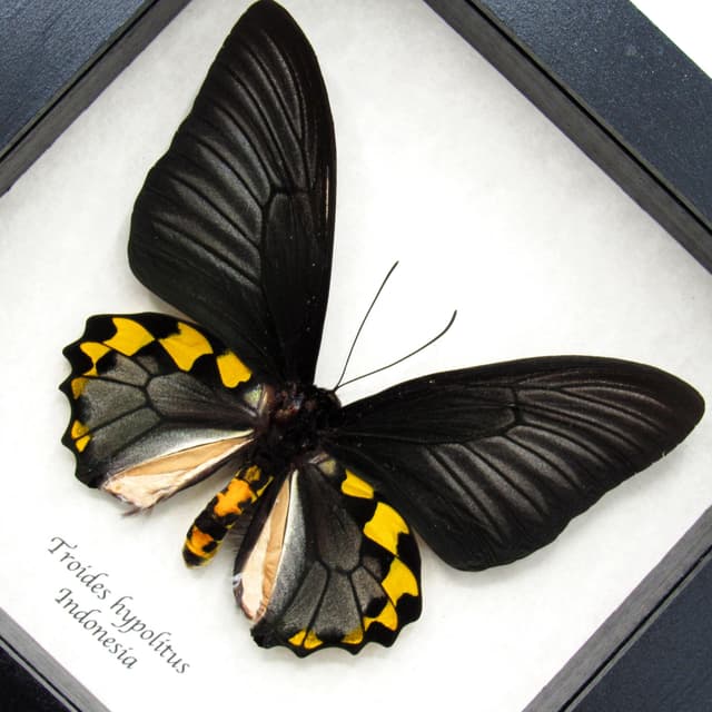 Real XL Silver Birdwing butterfly framed taxidermy - Troides hypolitus