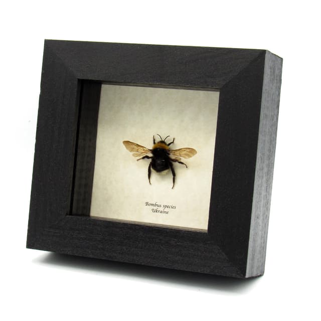 Real Bumblebee framed taxidermy - Bombus species
