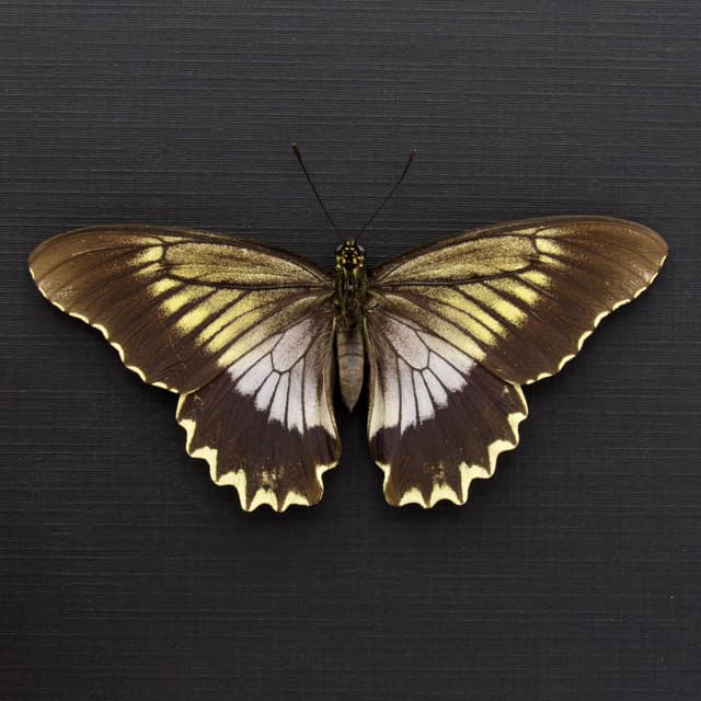 Real Swallowtail butterfly framed taxidermy - Battus streckerianus - female - Victorian mount