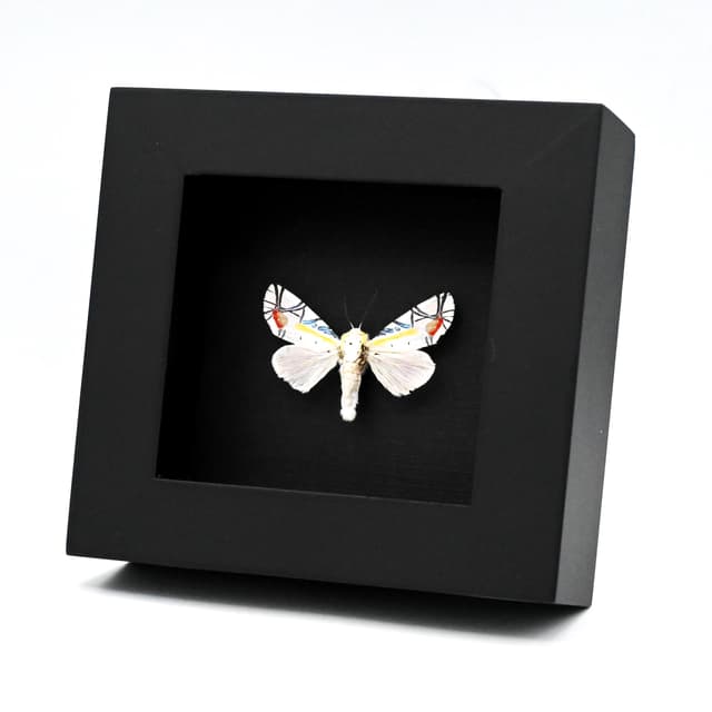 Rare metallic Picasso moth framed taxidermy - Baorisa hieroglyphica