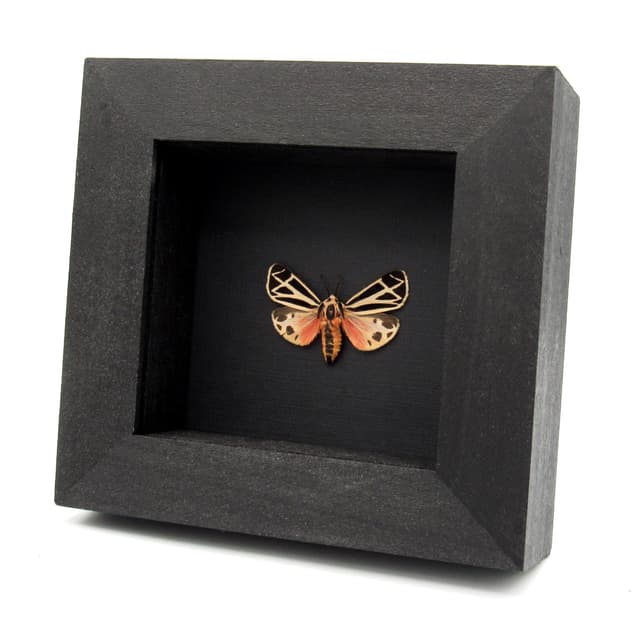 Real pink Harnessed Tiger Moth framed specimen - Apantesis phalerata