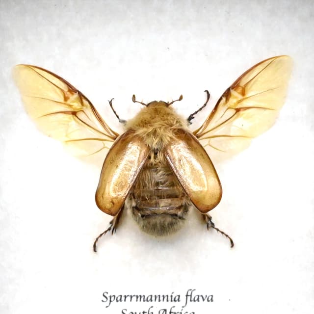 Rare Woolly Leaf Chafer beetle framed specimen - Sparrmannia flava