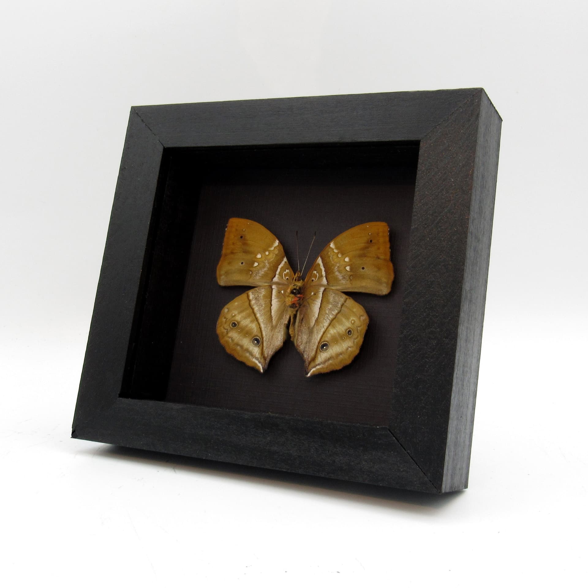 Real African Leaf butterfly framed taxidermy - Kallimoides rumia