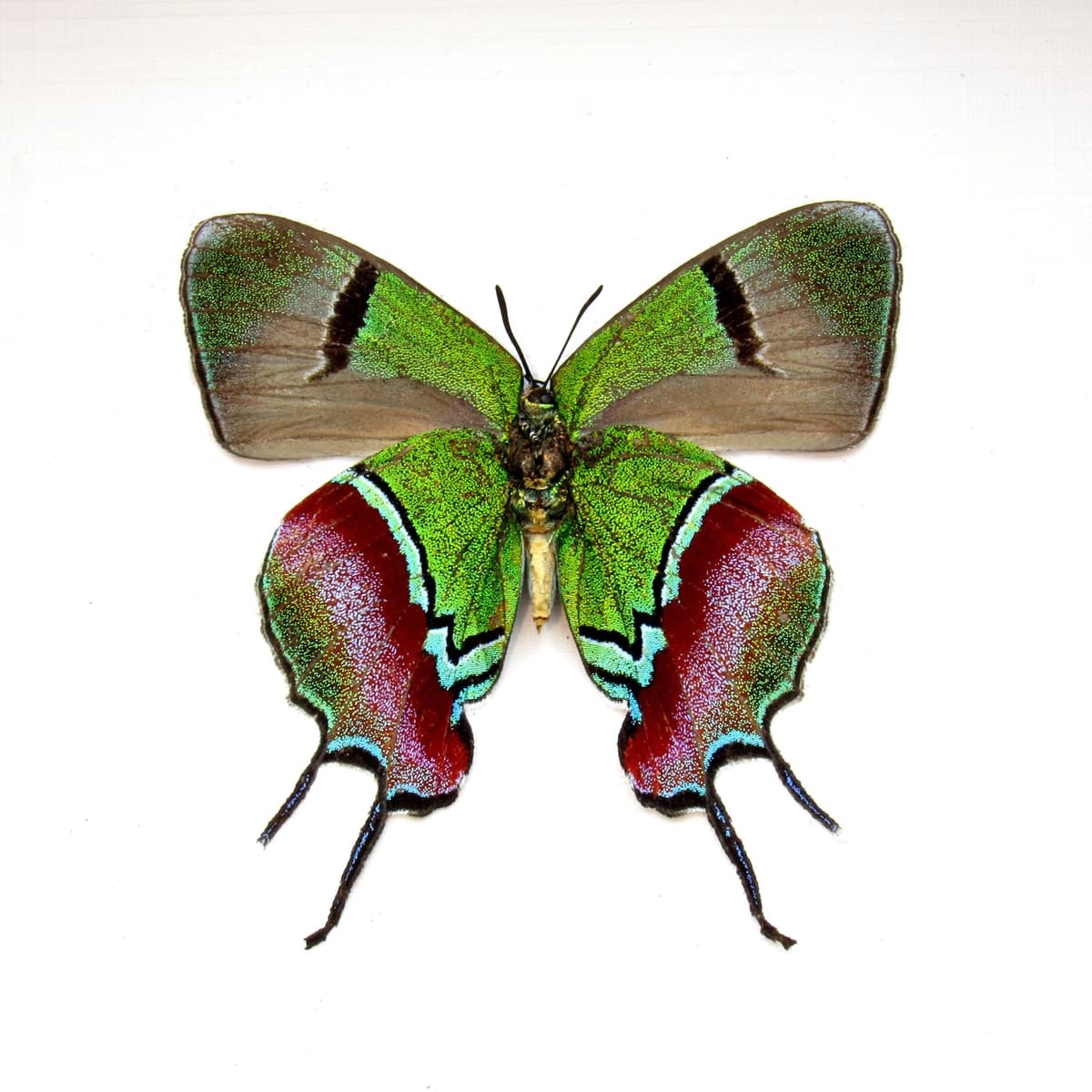 Real metallic green butterfly framed taxidermy - Evenus regalis