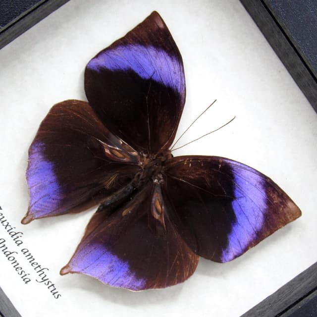 Rare Amethyst Saturn butterfly framed taxidermy - Zeuxidia amethystus