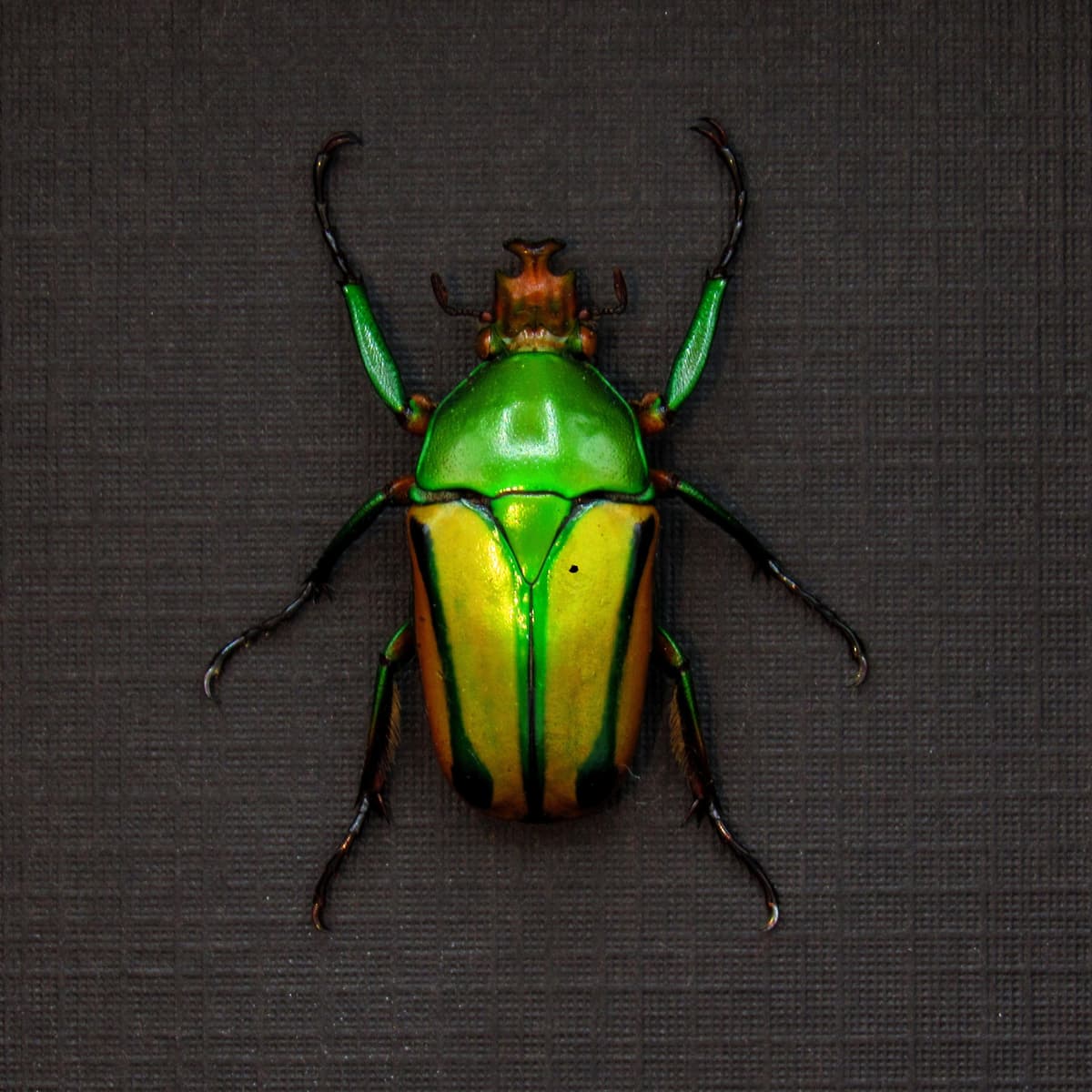 Real framed taxidermy flower beetle - Eudicella species