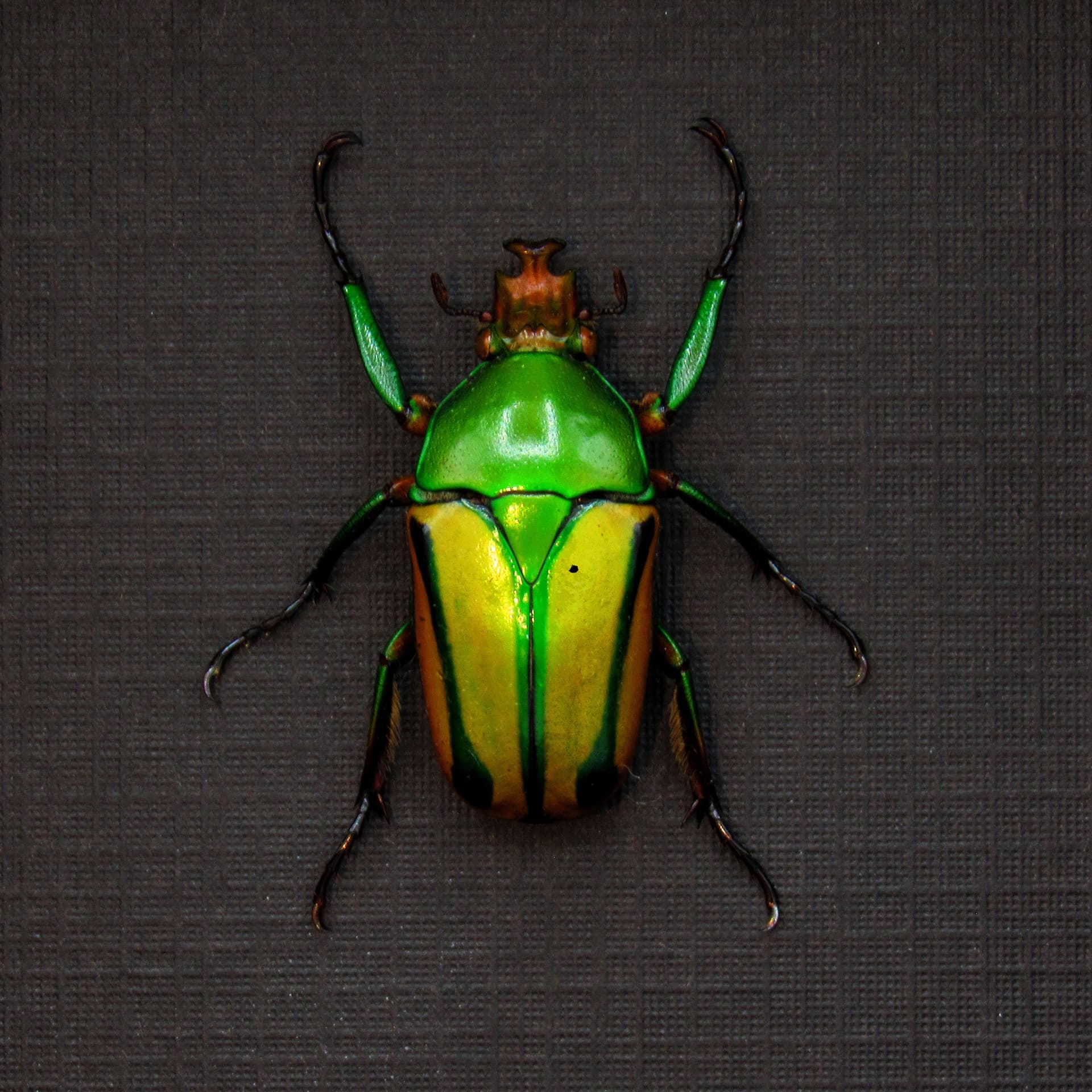 Real framed taxidermy flower beetle - Eudicella species