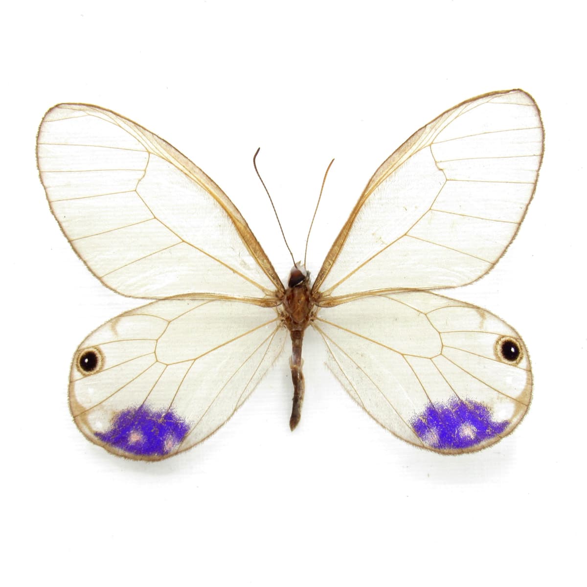Very rare purple Glasswing butterfly framed taxidermy - Cithaerias andromeda