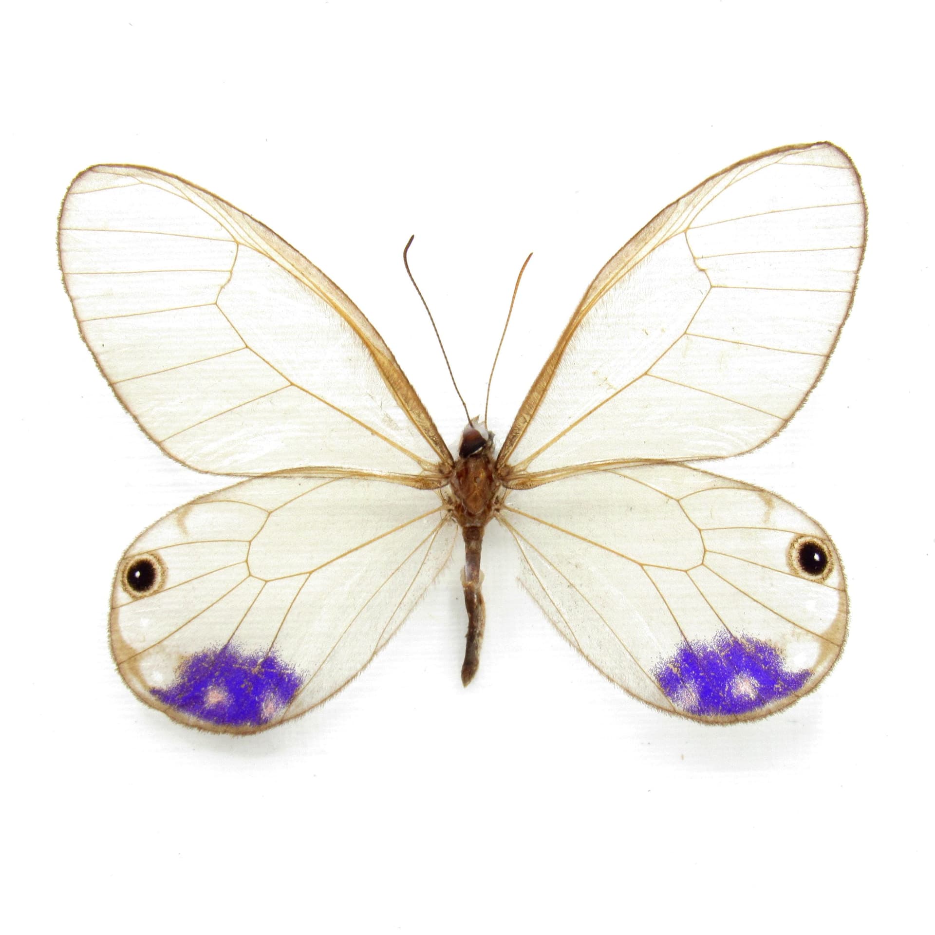 Very rare purple Glasswing butterfly framed taxidermy - Cithaerias andromeda