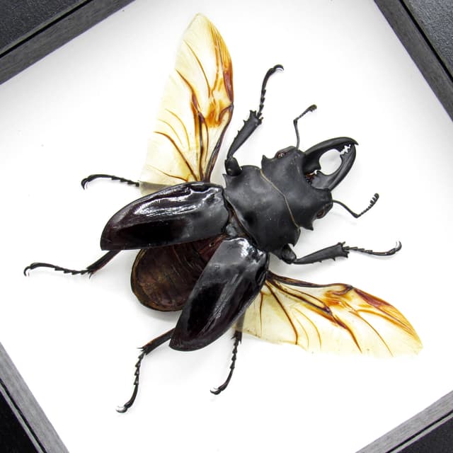 Real large Stag beetle framed taxidermy - Odontolabis bellicosa