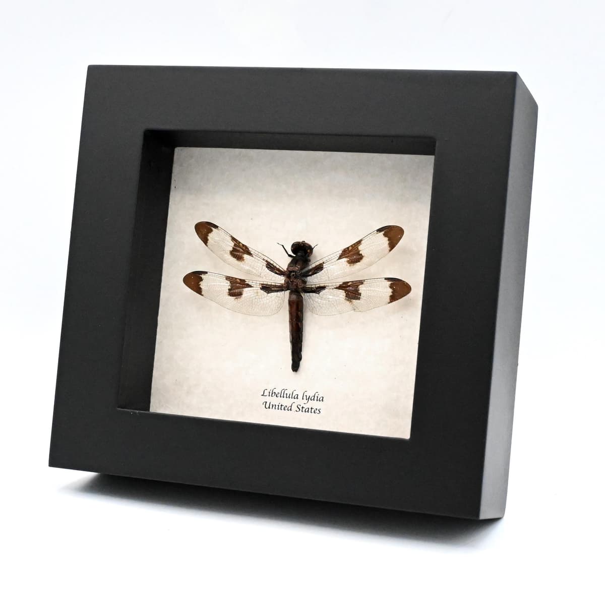 Real Common Whitetail Skimmer Dragonfly framed taxidermy - Libellula lydia
