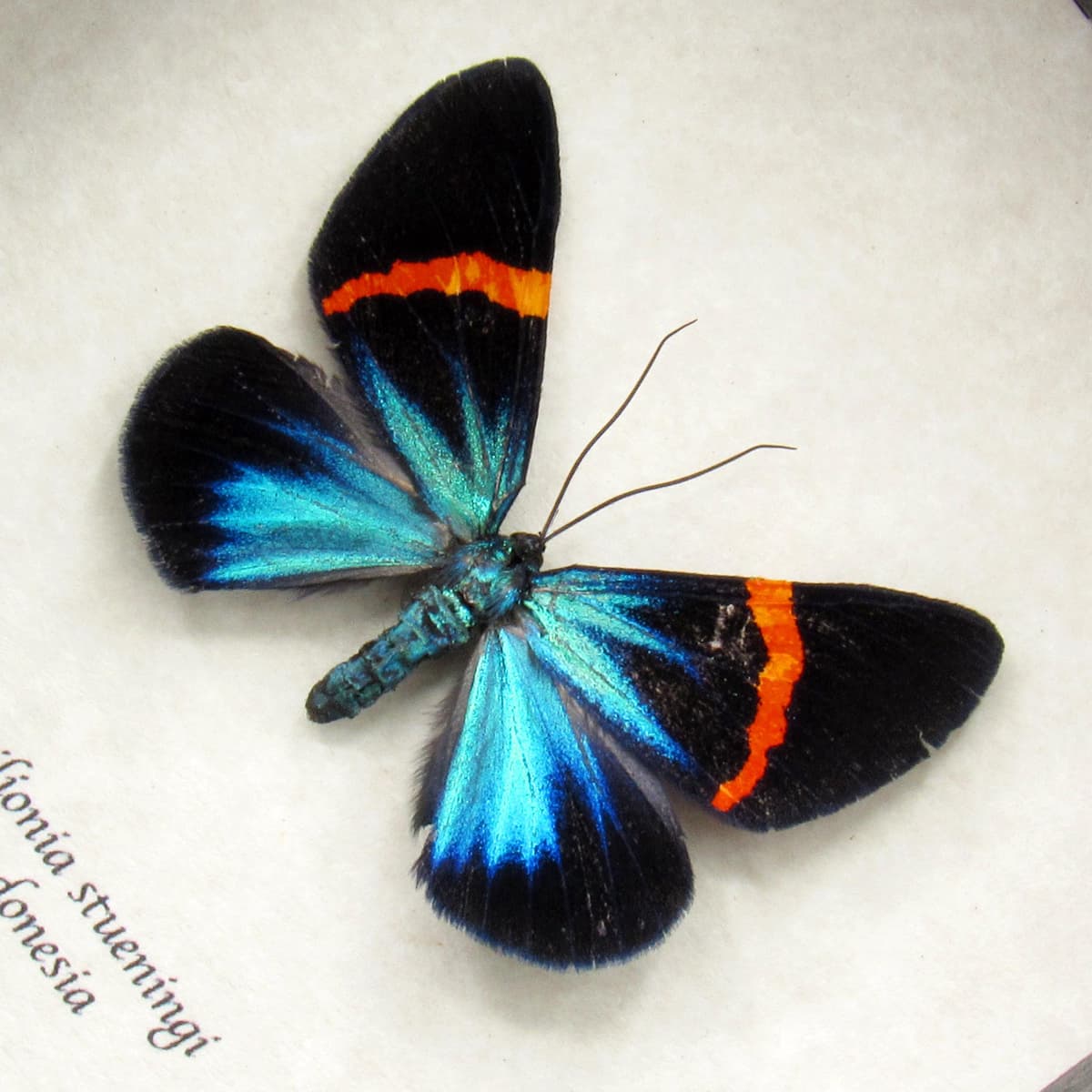Real metallic blue moth framed taxidermy - Milionia stueningi