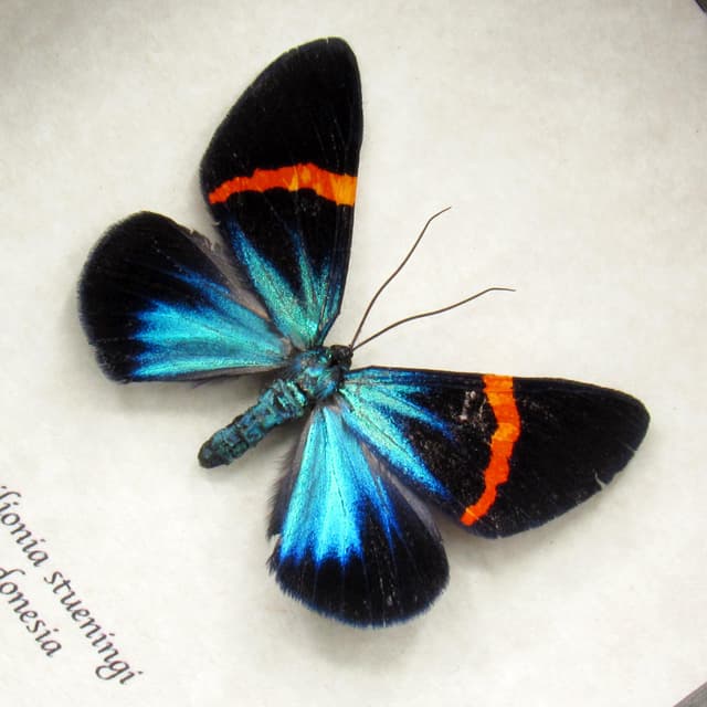 Real metallic blue moth framed taxidermy - Milionia stueningi