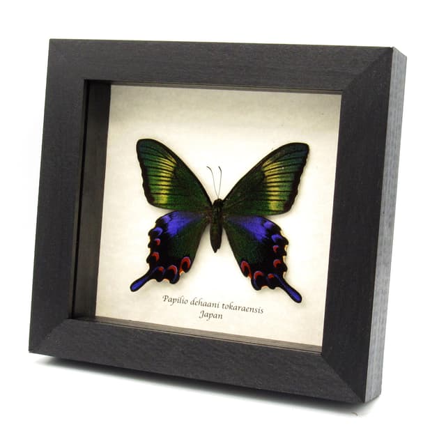 Rare black Peacock butterfly framed taxidermy - Papilio dehaani tokaraensis - female - Spring form