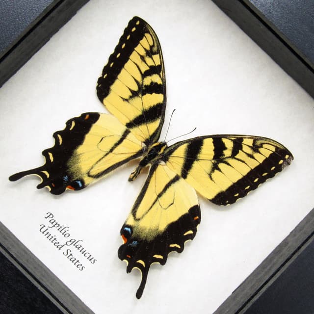 Real large Tiger Swallowtail butterfly framed taxidermy - large female