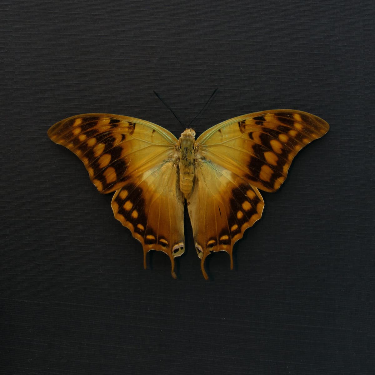 Real Green Veined Emperor Charaxes butterfly framed taxidermy - Charaxes candiope - Victorian mount - large female