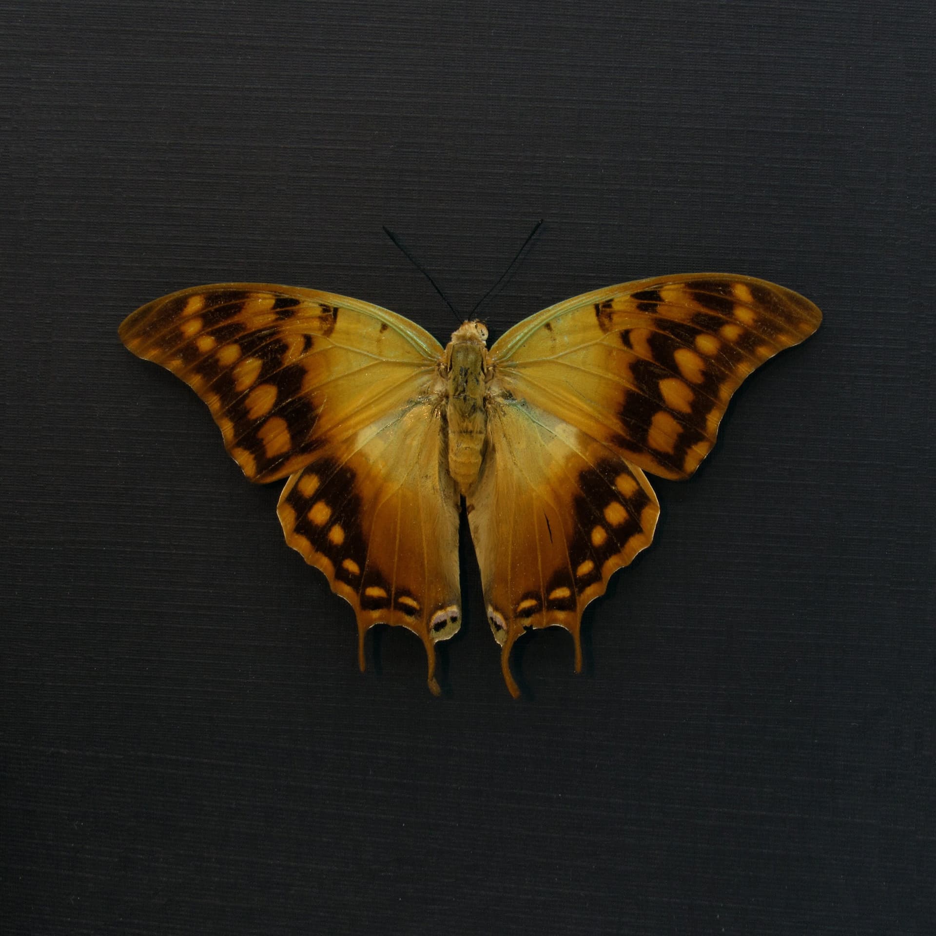 Real Green Veined Emperor Charaxes butterfly framed taxidermy - Charaxes candiope - Victorian mount - large female