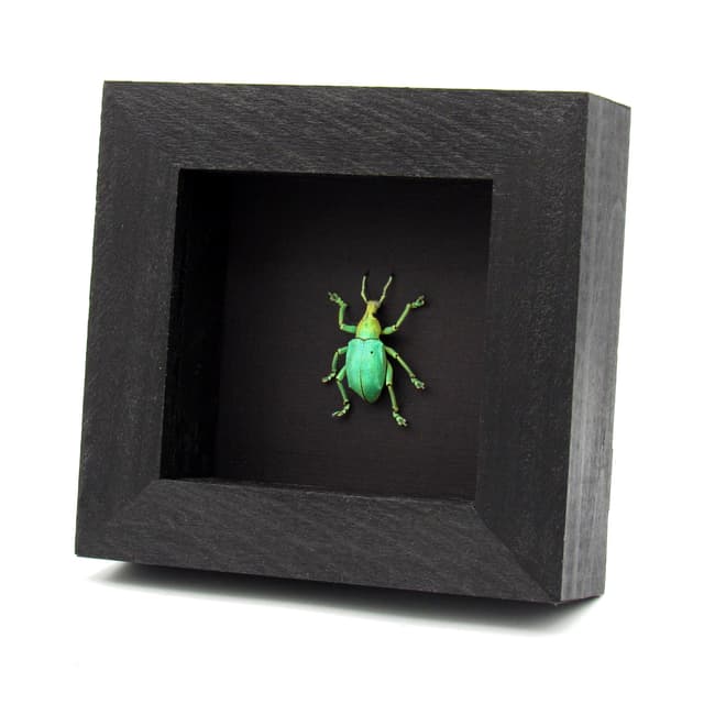 Rare weevil framed taxidermy - Eupholus bruyni - special color form - extra glitter - XL