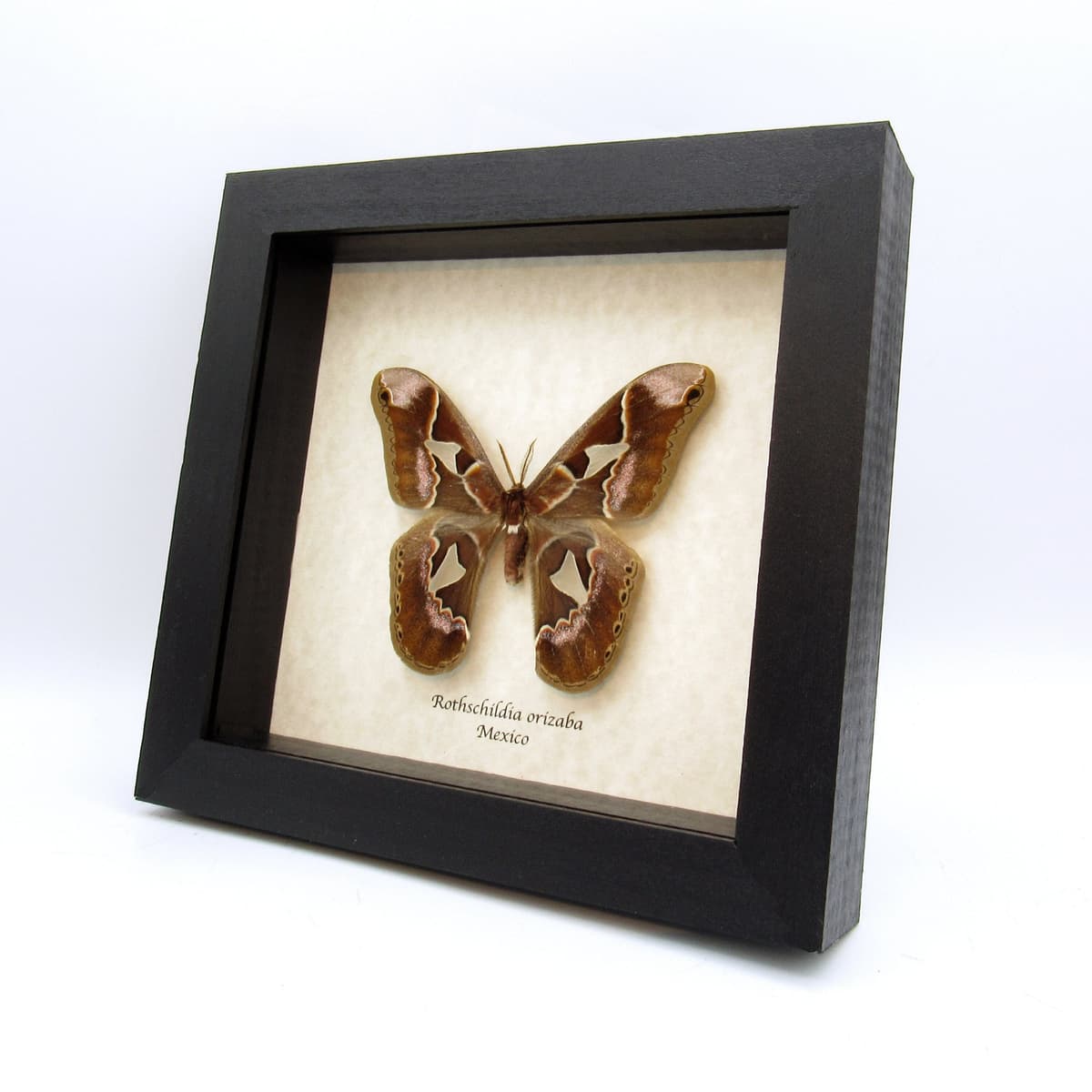 Real large Saturn moth framed taxidermy - Rothschildia orizaba