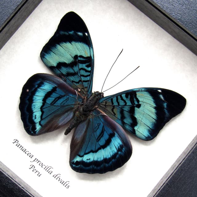 Real blue Procilla Beauty butterfly framed taxidermy - Panacea procilla divalis