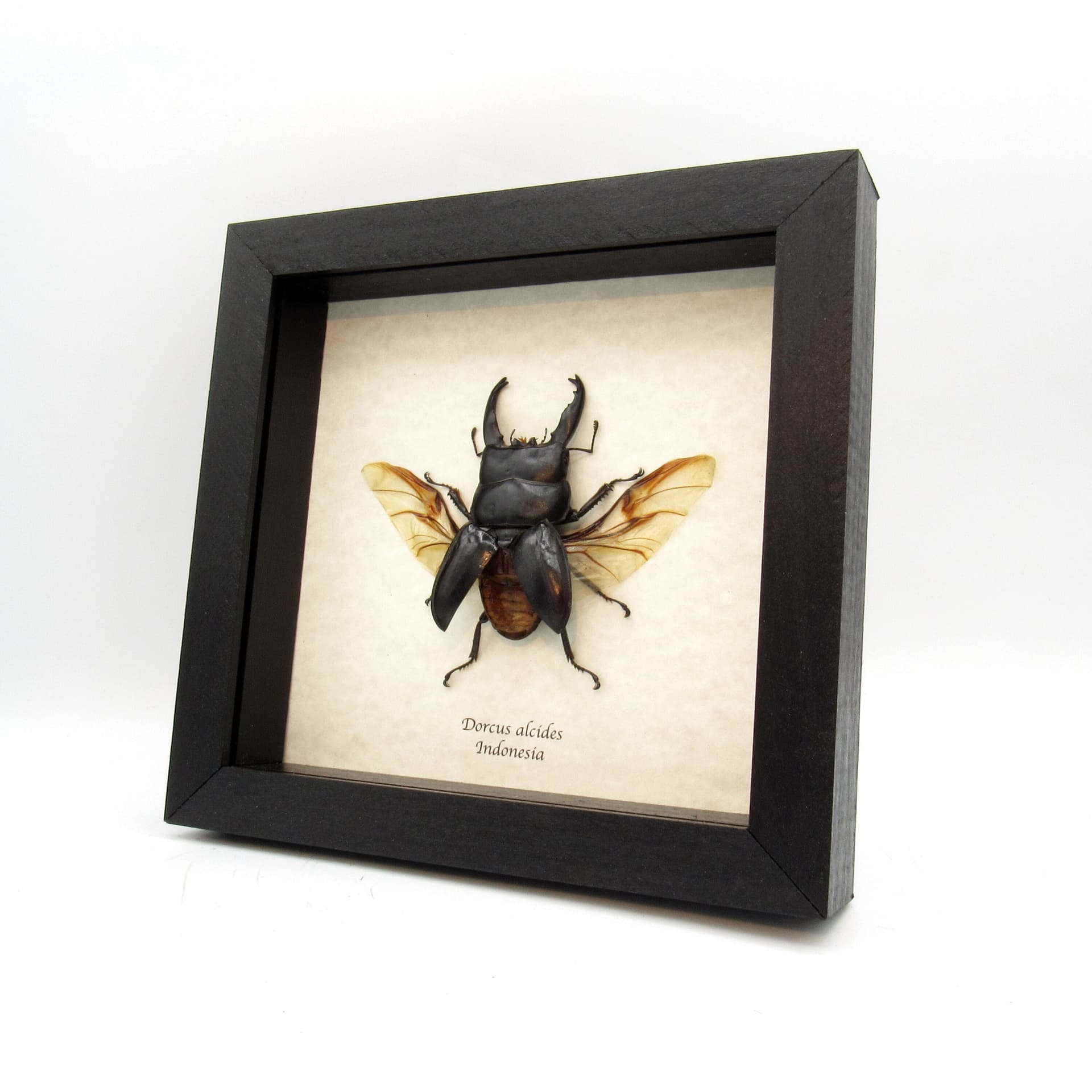 Real Giant Stag beetle framed taxidermy - Dorcus alcides - XL