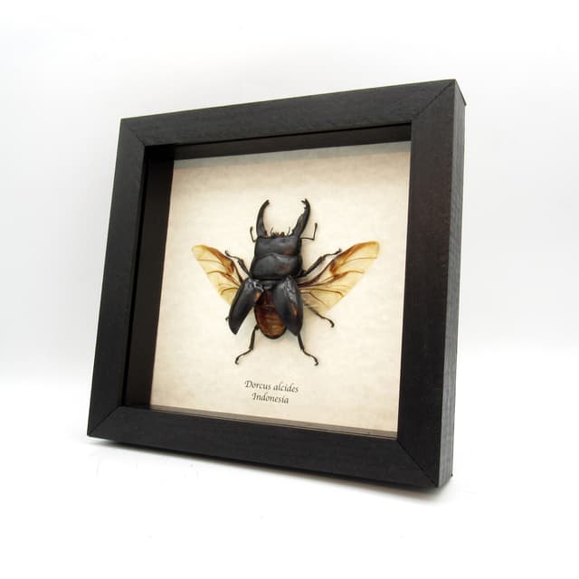 Real Giant Stag beetle framed taxidermy - Dorcus alcides - XL