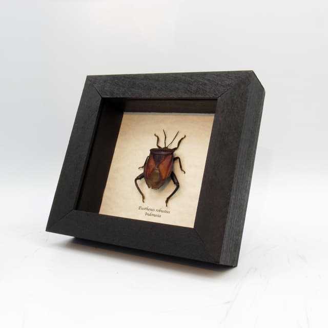 Giant Shield bug framed taxidermy - Eusthenes robustus