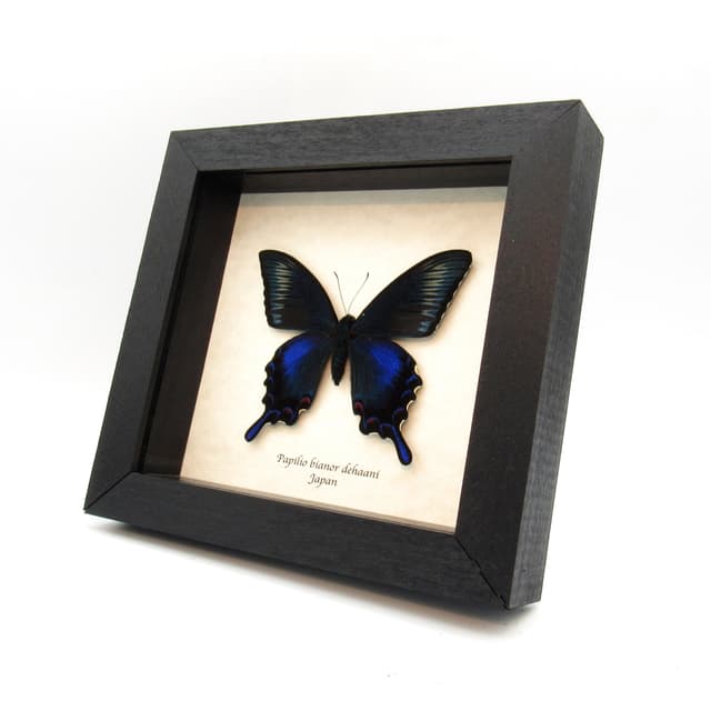 Real black Peacock butterfly framed taxidermy - Papilio bianor dehaani tokaraensis - spring form